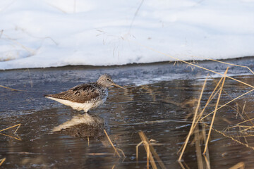 Wall Mural - Common greenshank (Tringa nebularia) 