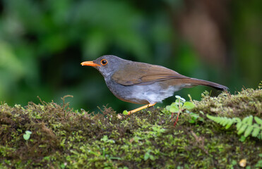 Wall Mural - Orange Billed Nightingale Thrush 