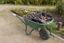 Freshly Dug Organic Potatoes In A Wheelbarrow