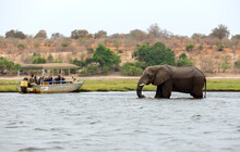 Tourists In A Boat Observe Elephants Along The Riverside Of Chobe River In Chobe National Park, Botswana.