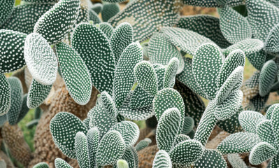 Wall Mural - natural background - thickets of prickly pear cactus with white spines