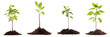 Small tree saplings with dirt isolated on transaprent background generative ai