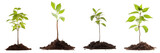 Fototapeta  - Small tree saplings with dirt isolated on transaprent background generative ai