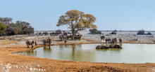 A View Of Elephants At Waterhole In The Late Afternoon In The Etosha National Park In Namibia In The Dry Season