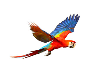 Colorful flying parrot isolated on transparent background png file