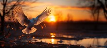 Dove Takes Off Against The Backdrop Of Sunset Generative AI