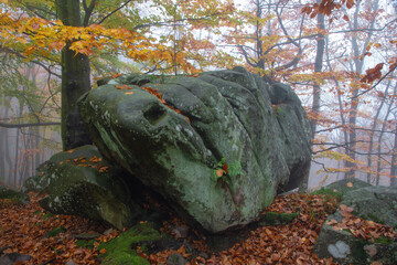 Poster - Autumn landscape. The lawn covered with orange leaves is located beautiful old stone. Mystical foggy forest of the beech trees.  Fall scenery. The early morning mist. Natural landscape.