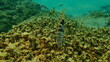 Painted comber (Serranus scriba) undersea, Aegean Sea, Greece, Halkidiki

