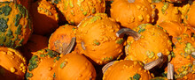 Warty Goblin Pumpkin Seed Produces Heavily Warted Pumpkins That Are Frighteningly Cool! The Round To Tall Pumpkins Have An Orange Hard Shell Rind And Green Warts