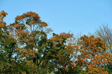 Wall Mural - Maple trees
of rural Toten, Norway, in fall.