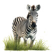 zebra with green grass