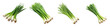 Green onions Scallions  Vegetable Hyperrealistic Highly Detailed Isolated On Plain White Background