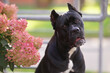 The portrait of a cute black Cane Corso dog with cropped ears posing outdoors next to a pink blooming Hydrangea shrub in summer
