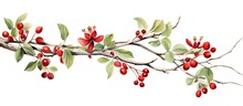 Hand Drawn Watercolor Of Honeysuckle With Berries With Copyspace For Text