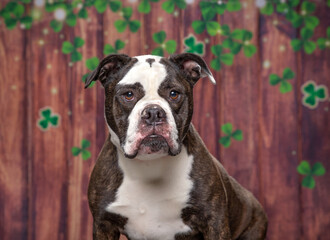 Wall Mural - cute dog on an isolated background