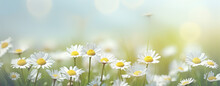 Beautiful Spring Landscape With Meadow Yellow Flowers And Daisies, Blooming In The Sun On Sun Flare Background
