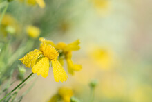Soft Focus Image Of Yellow Dew Covered Petals Of Bitterweed.
