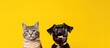 Cat and dog in front of yellow background