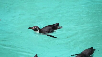 Sticker - humboldt penguin floating on water