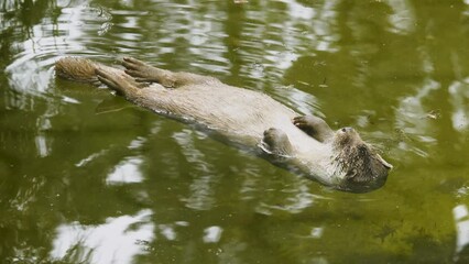 Poster - otter lies on the water and rests cross in the sun