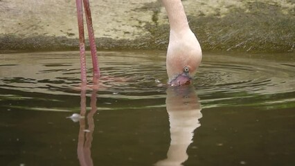 Sticker - pink flamingos looking for food, slow motion