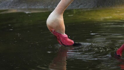 Sticker - pink flamingos looking for food, slow motion