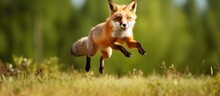 European Wildlife Scene Featuring Vulpes Vulpes A Red Fox Jumping And Hunting The Fox With An Orange Fur Coat Is On A Green Forest Meadow Creating A Funny Image In Nature
