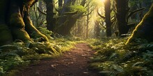 Enchanted Path Through Magical Forest Cinematic 4k