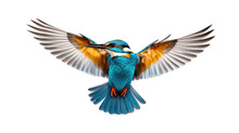 Kingfisher Flying On Transparent Background