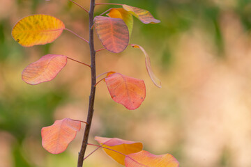 Wall Mural - A branch with colorful autumn leaves on a blurry background of an autumn forest, texture background