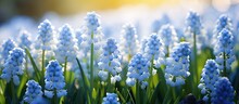 Blooming White Magic Album Muscari Aucheri Grape Hyacinths Cultivated Ornamental Bulbs In Spring Sunlight With Copyspace For Text