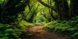 Fototapeta Natura - enchanted path through magical forest cinematic 4k