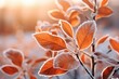 Enchanting and picturesque nature's canvas, displaying the dazzling orange leaves kissed by frost, painting a beautiful picture of the shifting seasons from late autumn into the beginnings of winter