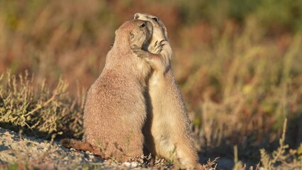 black-tailed prairie dogs (cynomys ludovicianus) hugging and kissing, social interaction on top the 