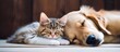 Domestic animals cat and dog bonding with love and friendship through a cozy nap