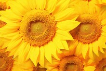 HD Yellow Abstract Background - Vibrant Sunflower Field In Full Bloom, Generative AI