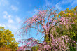 Beautiful Weeping Sakura at Awataguchi Aokusu no Niwa Park  in Kyoto, Japan