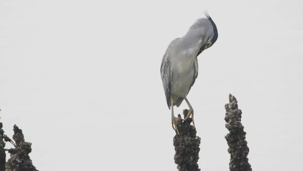 Black-crowned night heron waiting to catch fish