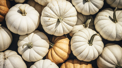 Wall Mural - assortment of white pumpkins