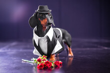 Elegant Dancer Dog Dachshund In Vest, Hat Stands On Stage With Neon Lighting, Looks Gracefully Proudly, Bouquet Of Red Roses Lies At Paws Contemporary Art Star, Choreography, Performance In Nightclub
