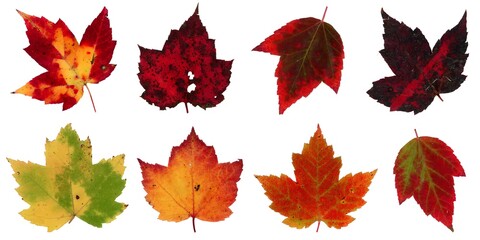 Autumn leaves isolated on white background - Assorted 2