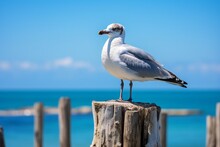Generative AI : Close Up Animal Portrait Of Standing Grey White Seagull Sitting On Plank Pier Post In Harbor Against Blue Cloudless Sky As Seabirds By Sea Concept