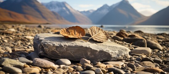 Wall Mural - Fossilized leaves found on Spitsbergen in Norway s Svalbard With copyspace for text