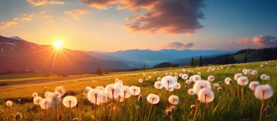 Poster - Scenic rural landscape with blooming dandelions at sunrise featuring distant mountains and cloudy sky