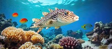 Snorkeling Among Vibrant Coral Reefs Capturing Underwater Photos And Encountering Tropical Fish Like The Pufferfish And Venomous White Spotted Fish With Copyspace For Text