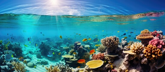 Wall Mural - Clear water with vibrant coral reef and small fish photographed underwater With copyspace for text