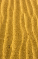 Wall Mural - Rippled sand texture background