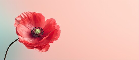 Canvas Print - Red poppy flower stands out against isolated pastel background Copy space