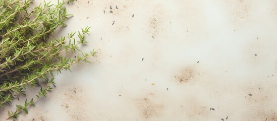 Poster - Thyme spice on a isolated pastel background Copy space