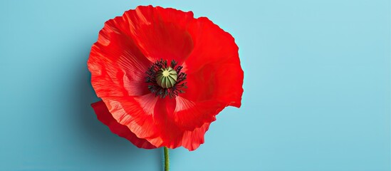 Canvas Print - solitary red flower standing out against isolated pastel background Copy space